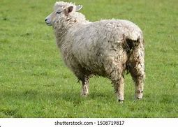 Image result for Dirty Sheep