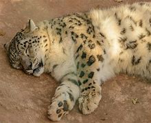 Image result for Snow Leopard Back Legs Lying Down