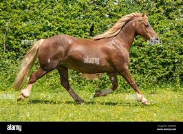 Image result for Welsh Cob Horse