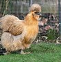 Image result for Gray Silkie Chicken