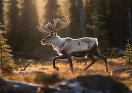 Image result for Caribou Reindeer Tim Plowden