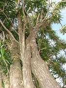 Image result for Dracaena Marginata Variegated