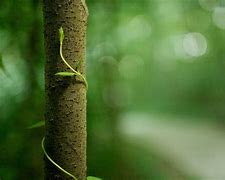 Image result for Bokeh Trees