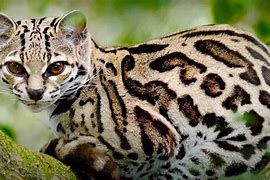 Image result for Gato Do Mato Preto