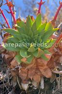 Image result for Dudleya Pulverulenta