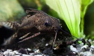 Image result for Bottom Feeder Fish for Koi Pond