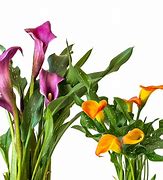 Image result for Calla Lily Flower Care