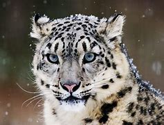 Image result for Adorable Snow Leopards