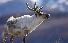 Image result for Caribou Reindeer Size Chart