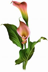 Image result for Calla Lily Flower Clip Art