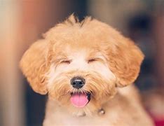 Image result for Small Toy Dog Breeds