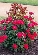 Image result for Treating Rose Rosette Disease