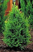 Image result for Pyramidal Boxwood Shrub