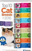 Image result for Top 10 Best Cat Breeds