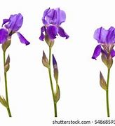 Image result for Iris Name Windows Background