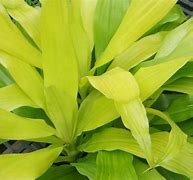 Image result for Dracaena Limelight