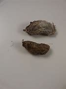 Image result for Dormouse Teeth in Owl Pellets