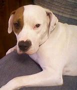 Image result for Dogo Amstaff Mix