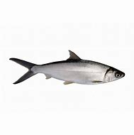 Image result for AWA Milkfish