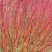 Image result for Cornus Alba Dogwood