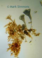 Image result for Stentor Protozoa