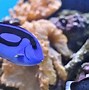 Image result for Blue Fish with Long Tail Fin