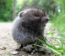 Image result for Meadow Vole and Woodland Volvo