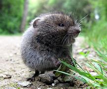 Image result for Eastern Meadow Vole