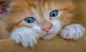 Image result for Scrungly Kitten