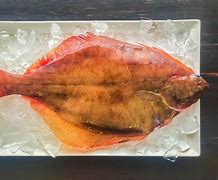 Image result for Plaice Fish vs Flounder