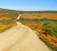 Image result for Hot Desert Plants South Africa