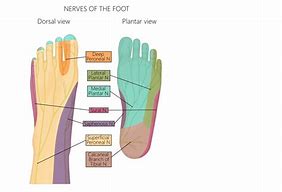 Image result for foot nerves anatomy