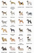 Image result for AKC Terrier Breeds