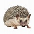 Image result for Hedgehog Outline