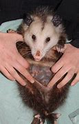 Image result for Possum Babies