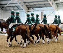 Image result for Ror Horses