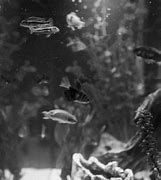 Image result for Dirty Fish Tank