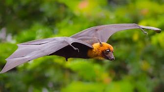 Image result for Raptor Bat