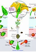 Image result for A Diploid Sporophyte