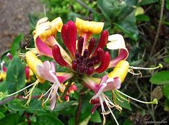 Image result for European Honeysuckle