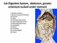 Image result for Cat Digestive Tract