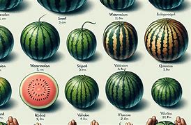 Image result for Grapefruit Watermelon Size