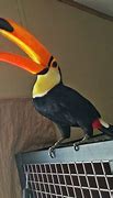 Image result for Smallest Toucan Species