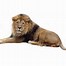 Image result for Golden Lion Clip Art