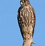 Image result for Immature Merlin Bird