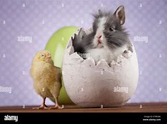 Image result for Easter Bunny Chicken