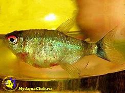 Image result for Mycobacterium Piscium Fish