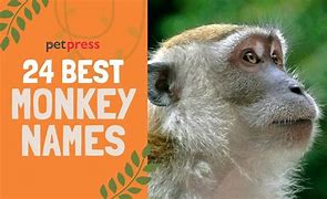 Image result for Monkey List