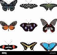 Image result for 9 Butterflies