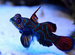 Image result for Pretty Fish